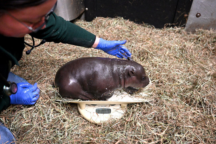 hippocheckup3.jpg